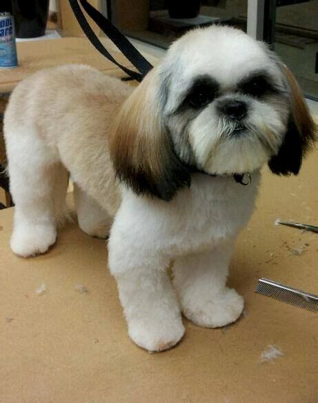 Grooming Style Pet Grooming Shih Tzu Puppy Shih Tzus Shih Tzu Hair
