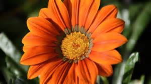 Beautiful Nature Wallpaper With Orange Color Single Flower