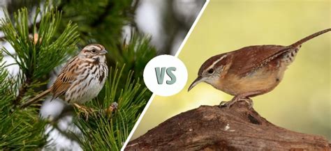 Sparrow Vs Wren How To Tell The Difference Optics Mag