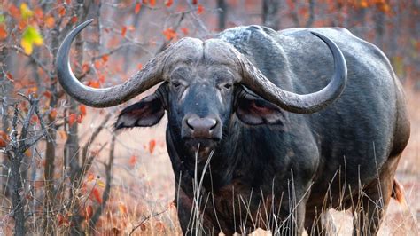 Huge Cape Buffalo Boss Senalala Safari Lodge Kruger National Park