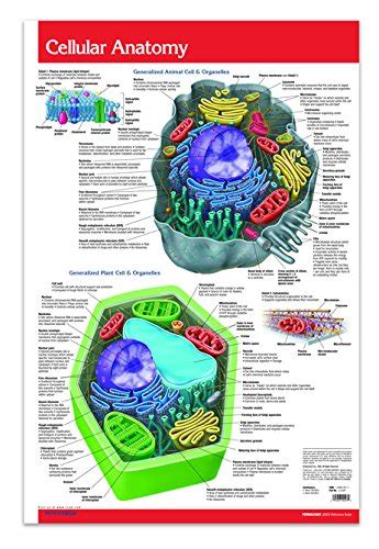 Cellular Anatomy Chart Guide 24 X 36 Cellular Laminated