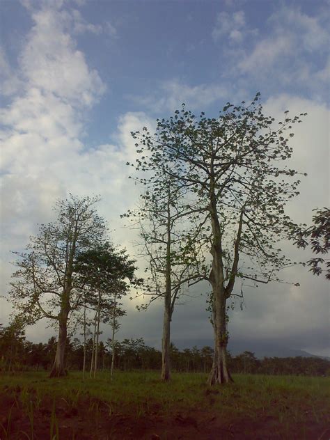 Pohon Kapuk Randu Sederetan Pohon Kapukrandu Di Kamaran