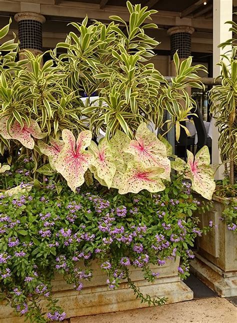 Use Tropical Shade Plants In Your Garden Tropical Flower Plants