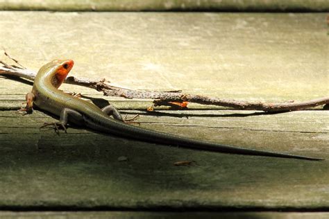 Broad Headed Skink Broad Headed Skink Eumeces Laticeps O Flickr