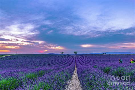 Sunset In Stunning Lavender Field Valensole Provence Photograph By