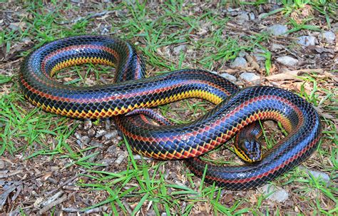 Rainbow Snake Florida Snake Id Guide