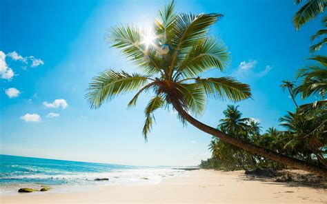 Télécharger fonds d écran Palmier côte tropical île voyage d été paysage marin océan des