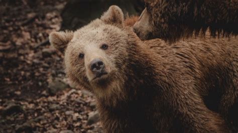 Grizzly bear sound effects - YouTube