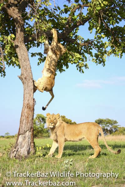 「ちょちょちょ！落ちるよ〜」木登りをする野生のライオンが完全にコント（画像6枚） starthome