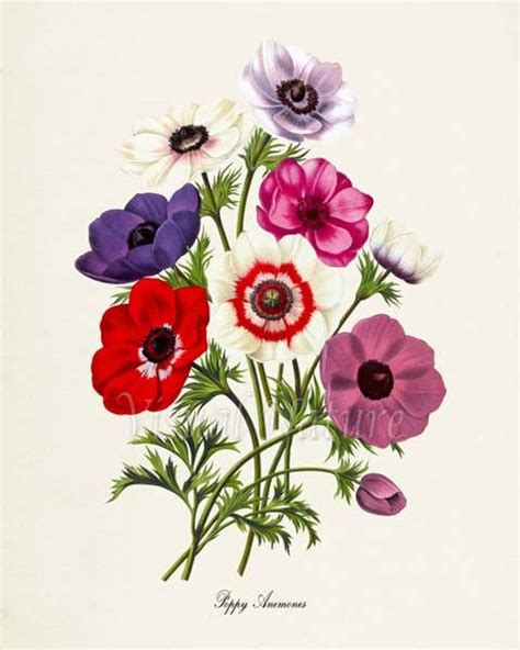 Poppy Anemones Flower Art Print Botanical Art Print Flower | Etsy | Flower prints art, Flower ...