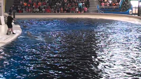 Dolphin Show Brookfield Zoo Chicago Ill Youtube