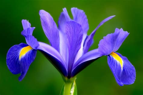 Iris Ou Iris Sanguinea Saiba Como Cuidar Iridaceae Blog Das Flores