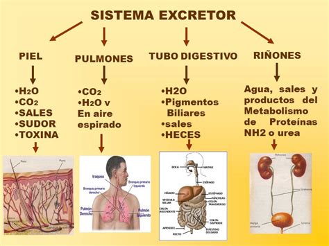 Ciencias En La Dehesa Del Príncipe Los Aparatos Que Realizan La