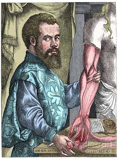 Andreas Vesalius 16th Century Flemish Drawing By Print Collector Fine