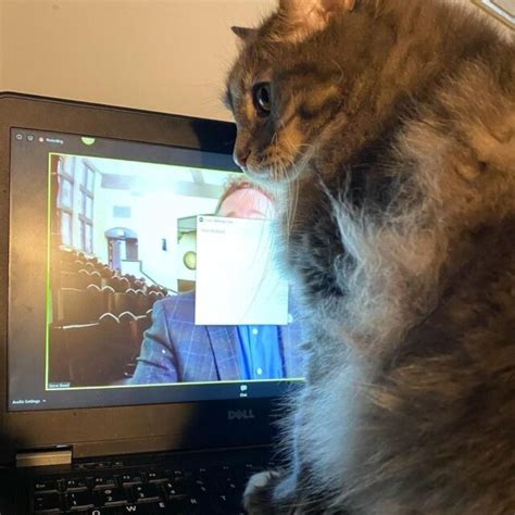 Zoom Bombs Cats Think Virtual Meetings Are Held Just For Them