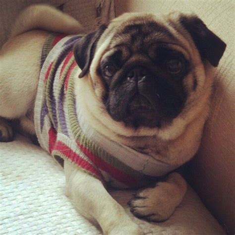 Pin On Pugs Not Drugs