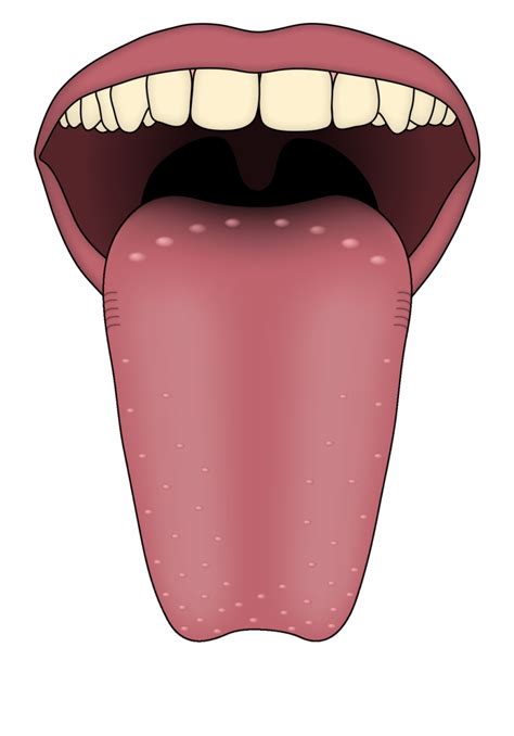Tongue Clipart Pictures On Cliparts Pub 2020 🔝
