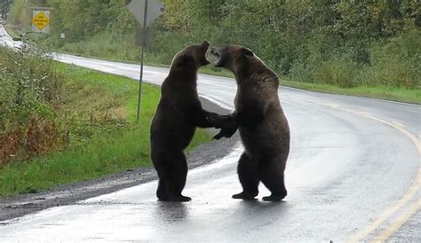 incredible video shows two grizzly bears fighting on canadian highway the inertia