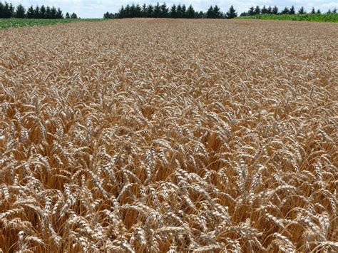 High Yield Wheat Field Crop News