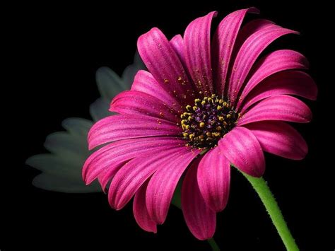 Pink Petal Flower · Free Stock Photo