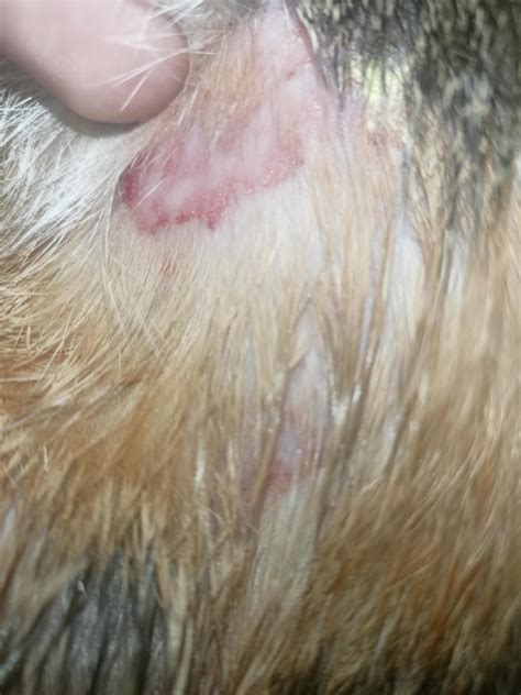 My Cat Has Been Getting These Types Of Rashes All Over Her Body I Don