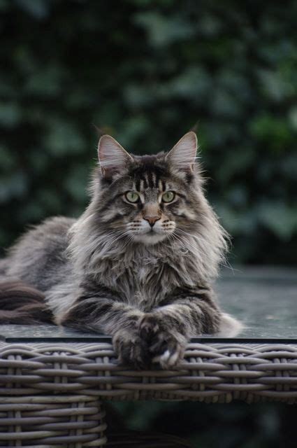 The males, which mature sexually later than the females, make great pets female cats are smart and like to play, just as the male does. Pin on Maine Coon