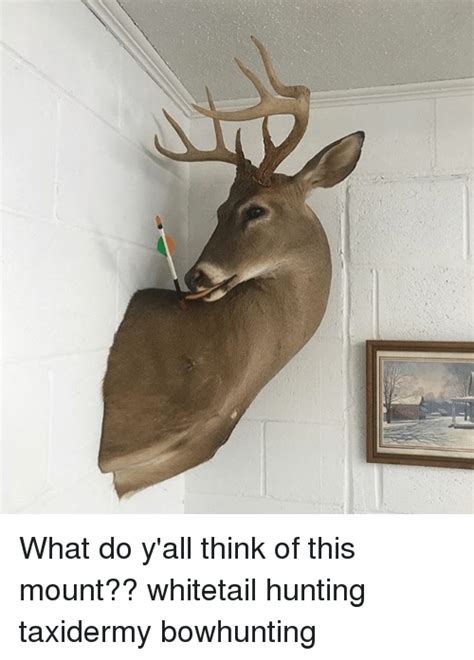 25 Best Memes About Taxidermy Taxidermy Memes