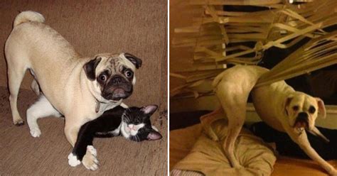 Find 67 ways to say caught in the act, along with antonyms, related words, and example sentences at thesaurus.com, the world's most trusted free thesaurus. 26 funny photos of guilty dogs who've been caught in the act