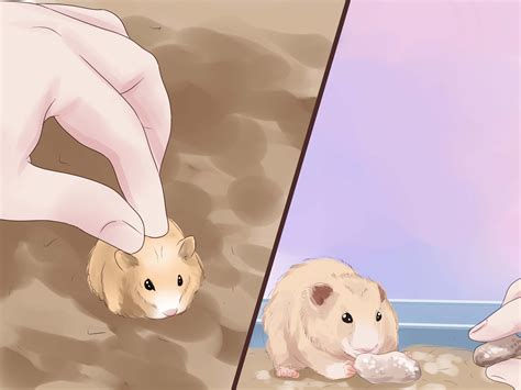 How To Care For Hamster Babies Cute Hamsters Animal Room Mouse Pet