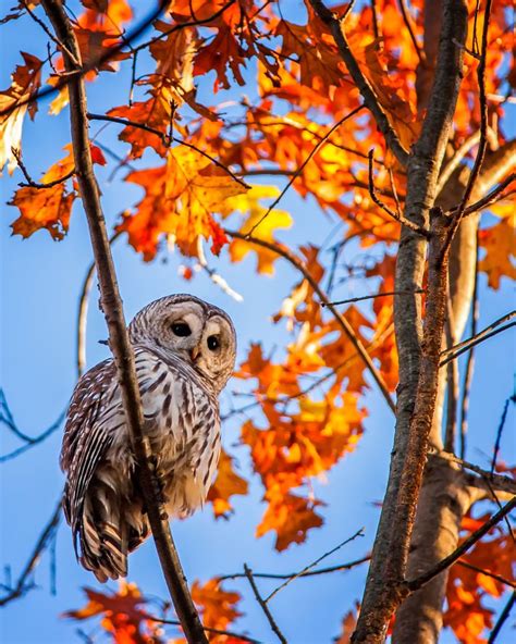 An Owl Perched On Top Of A Tree Branch In Front Of Fall Leaves And Blue Sky