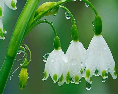Early Spring Rain Wallpapers Wallpaper Cave