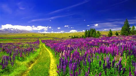 Wallpaper Lupine Field European Flowers Pathway Purple