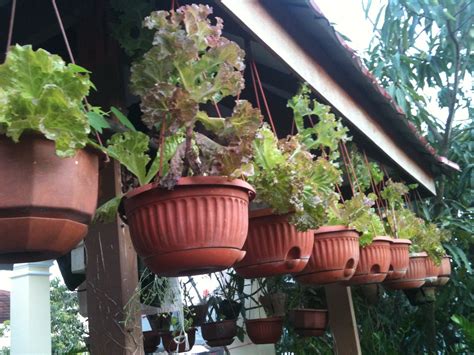 Bagi yang memiliki halaman rumah, akankah ditanamai oleh rumput atau ditutup dengan paving block? Pekarangan Lahan Sempit: Menanam Sayur di Lahan Sempit