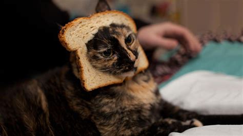 Can Cats Eat Bread Risks And Guidelines Petmoo