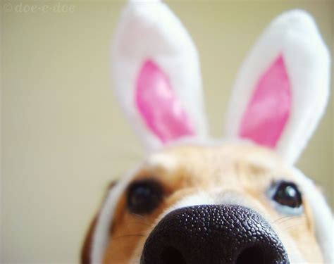 Doe C Doe Search Results For Easter Easter Pets Easter Dog Happy