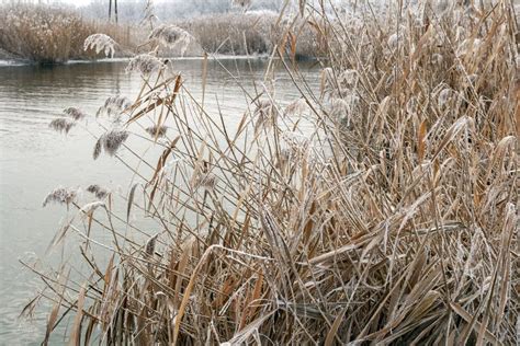 Close Up Shot Of Frosty Reed On A Winter Lake Stock Photo Image Of