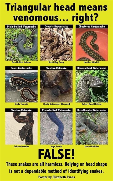 Springtime Snake Id Ohio History Connection