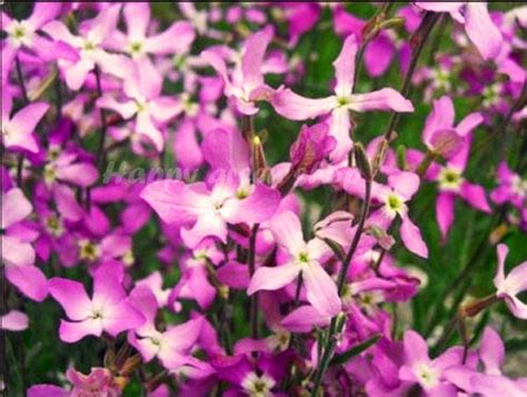 Plants Seeds And Bulbs Night Scented Stock Seed Matthiola Bicornis Mixed