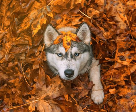 Autumn Animals Bored Panda