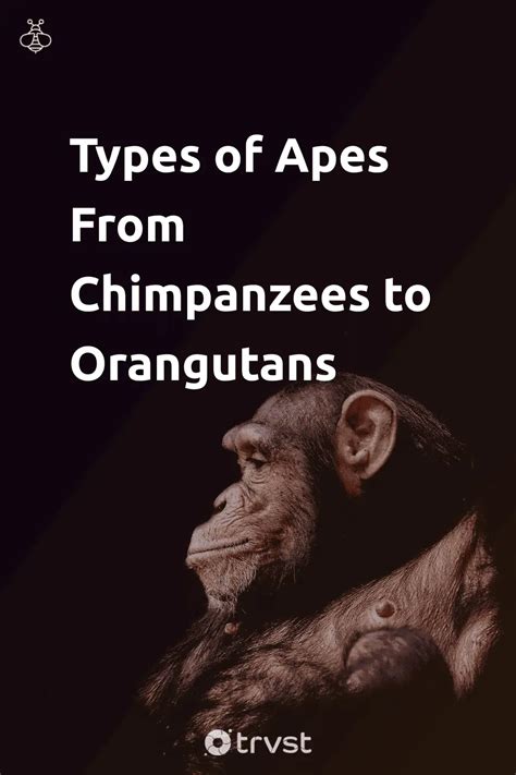 Types Of Apes From Chimpanzees To Orangutans