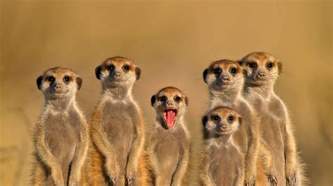 Meerkats In Botswana Peapix