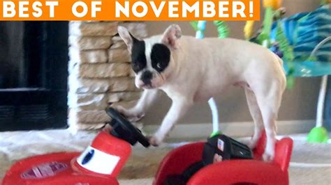 Ultimate Animal Reactions And Bloopers Ofnovember 2018 Funny Pet Videos Dog Understand