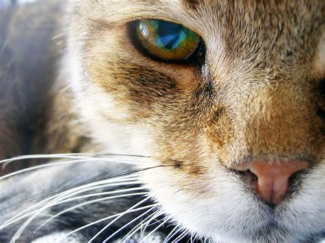 Beautiful Cat Eye Hd Wallpapers
