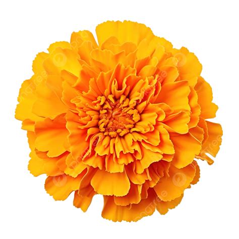 Marigold Flower Isolated Dicut Photos Png Bouquet Decoration Png
