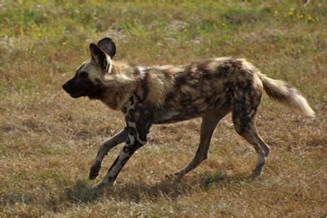 African Wild Dog Facts Pictures Rescue Life Span