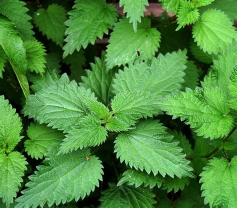 Free Images Leaf Flower Wet Environment Foliage Green Herb