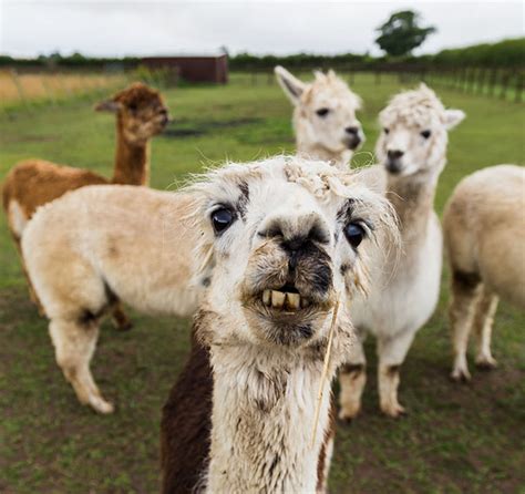 10 Alpacas That Will Make Your Day Bored Panda