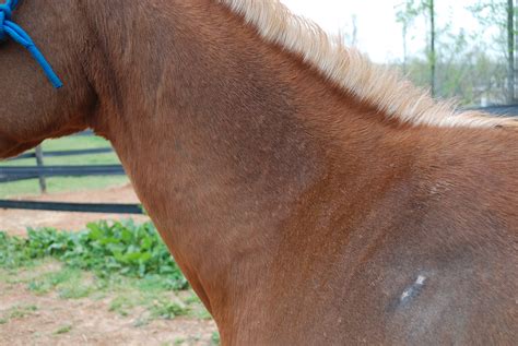 My Chestnut Horse Has A Skin Problem She Is Very Sensetive