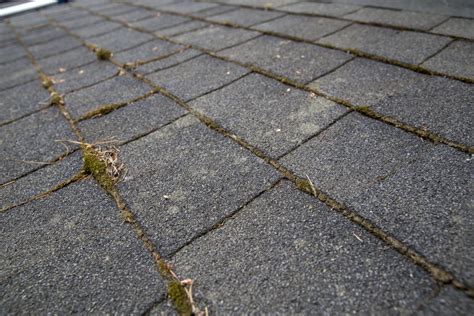 How To Treat And Remove Moss From Your Roof Like A Professional