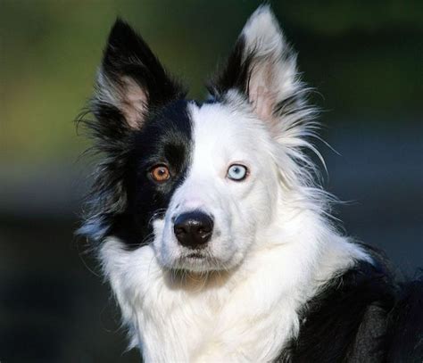 13 Gorgeous Animals With Heterochromia Theyre Absolutely Beautiful